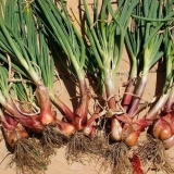 Porodični luk - sadnja i njega